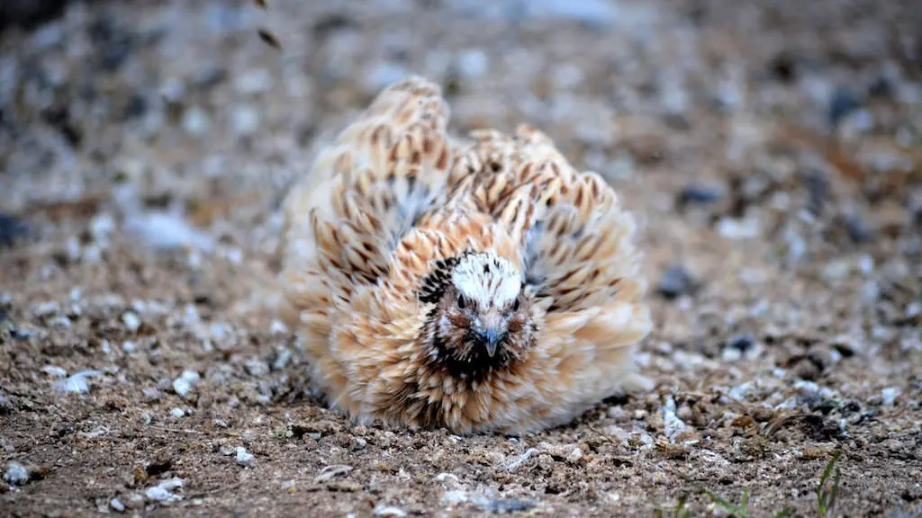 Adult coturnix quail rooster, the protein needs of a grown bird are very different from a chick's