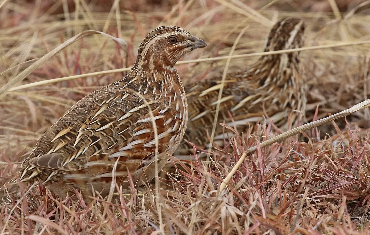 Two coturnix quail standing close together, similar to how birds huddle for warmth in cold weather