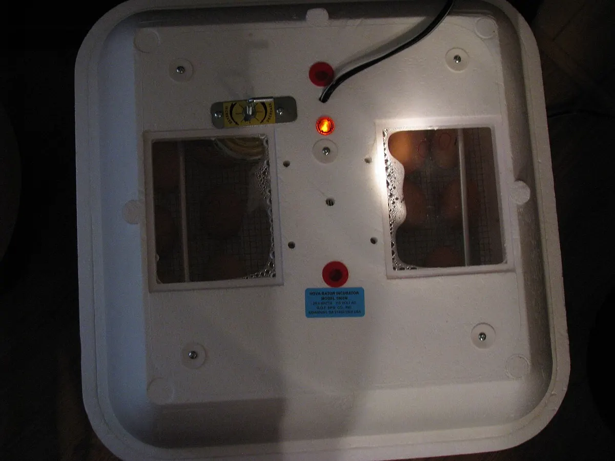 Overhead view of an egg incubator with trays, similar to the setup used for the day 15 lockdown check