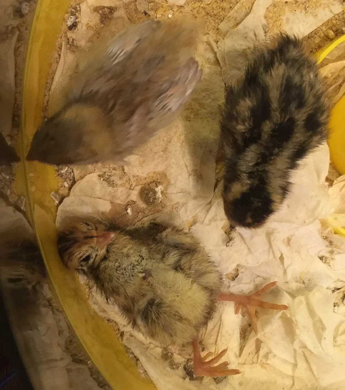 Coturnix quail with a leg malformation, the kind of deformity linked to niacin and protein deficiencies in poorly matched feed