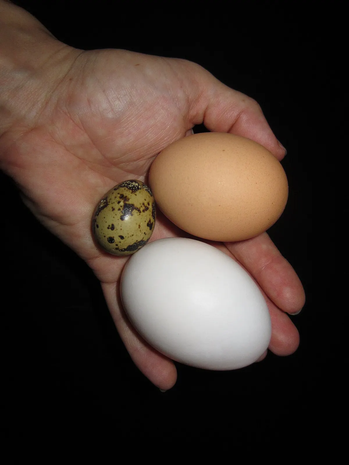 Small quail hatching eggs held in a hand next to a chicken egg for size comparison