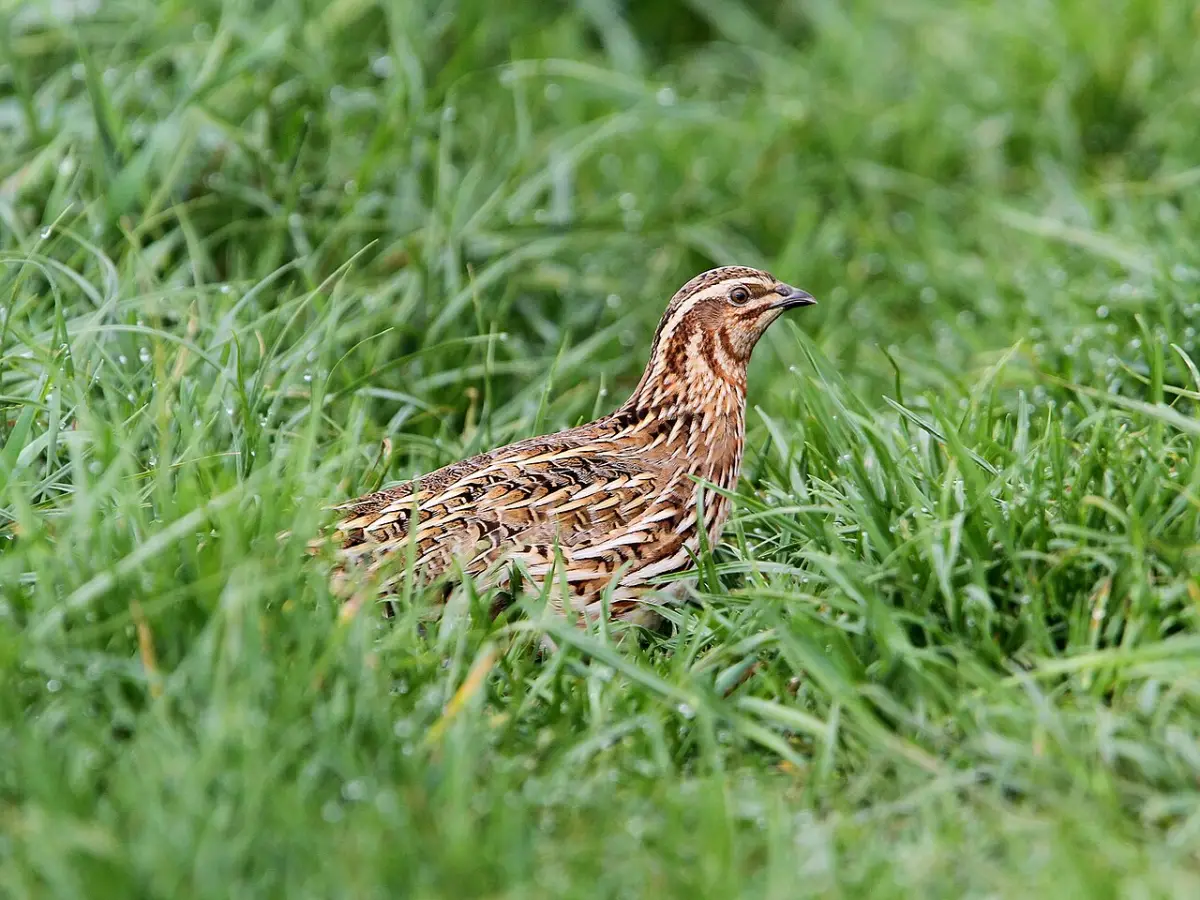 Coturnix quail standing outdoors in short grass near ground level housing