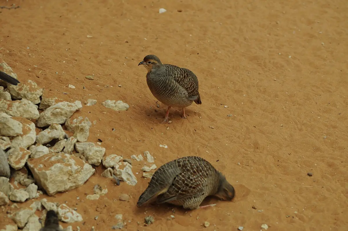 Coturnix quail foraging on bare ground near a feed and grit area